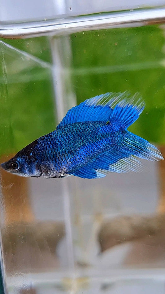 FEMALE VEILTAIL DOUBLE TAIL BLUE GREEN TURQUOISE BUTTERFLY BETTA FISH