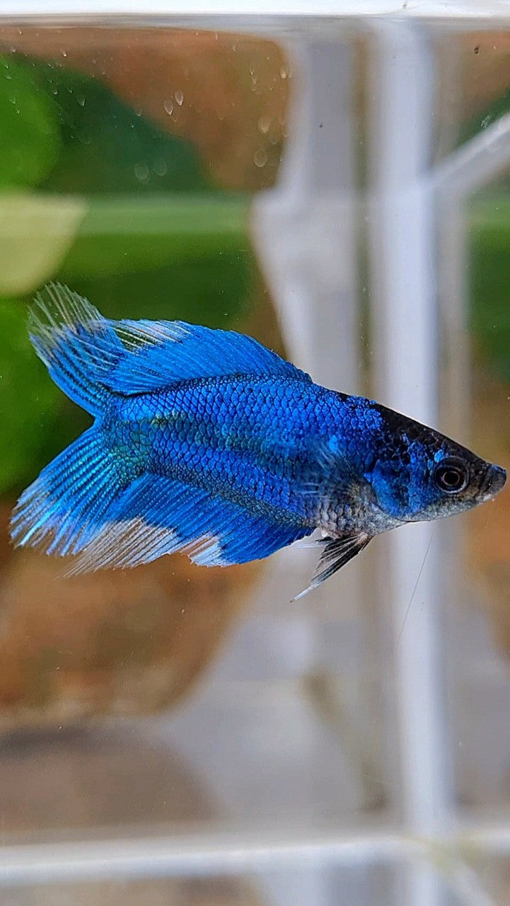 FEMALE VEILTAIL DOUBLE TAIL BLUE GREEN TURQUOISE BUTTERFLY BETTA FISH