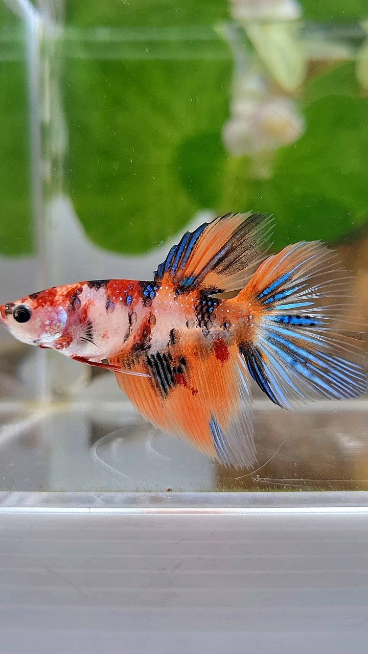 FEMALE HALFMOON TIGER KOI MULTICOLOR BETTA FISH