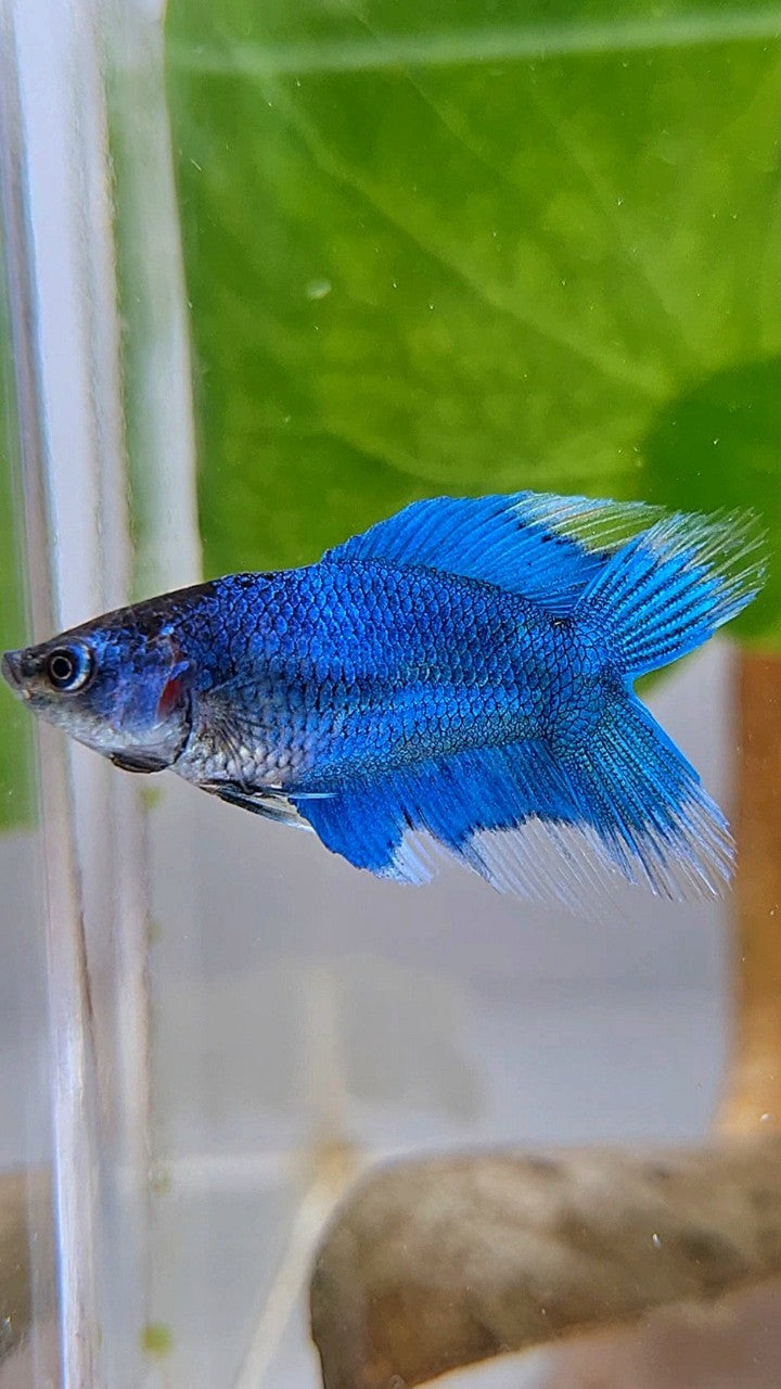 FEMALE VEILTAIL DOUBLE TAIL BLUE GREEN TURQUOISE BUTTERFLY BETTA FISH
