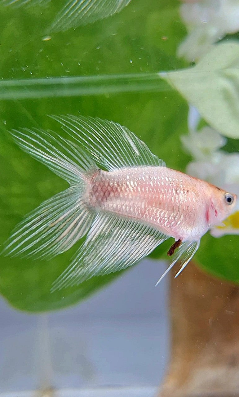 FEMALE VEILTAIL DOUBLE TAIL CELLOPHANE SILVER BETTA FISH