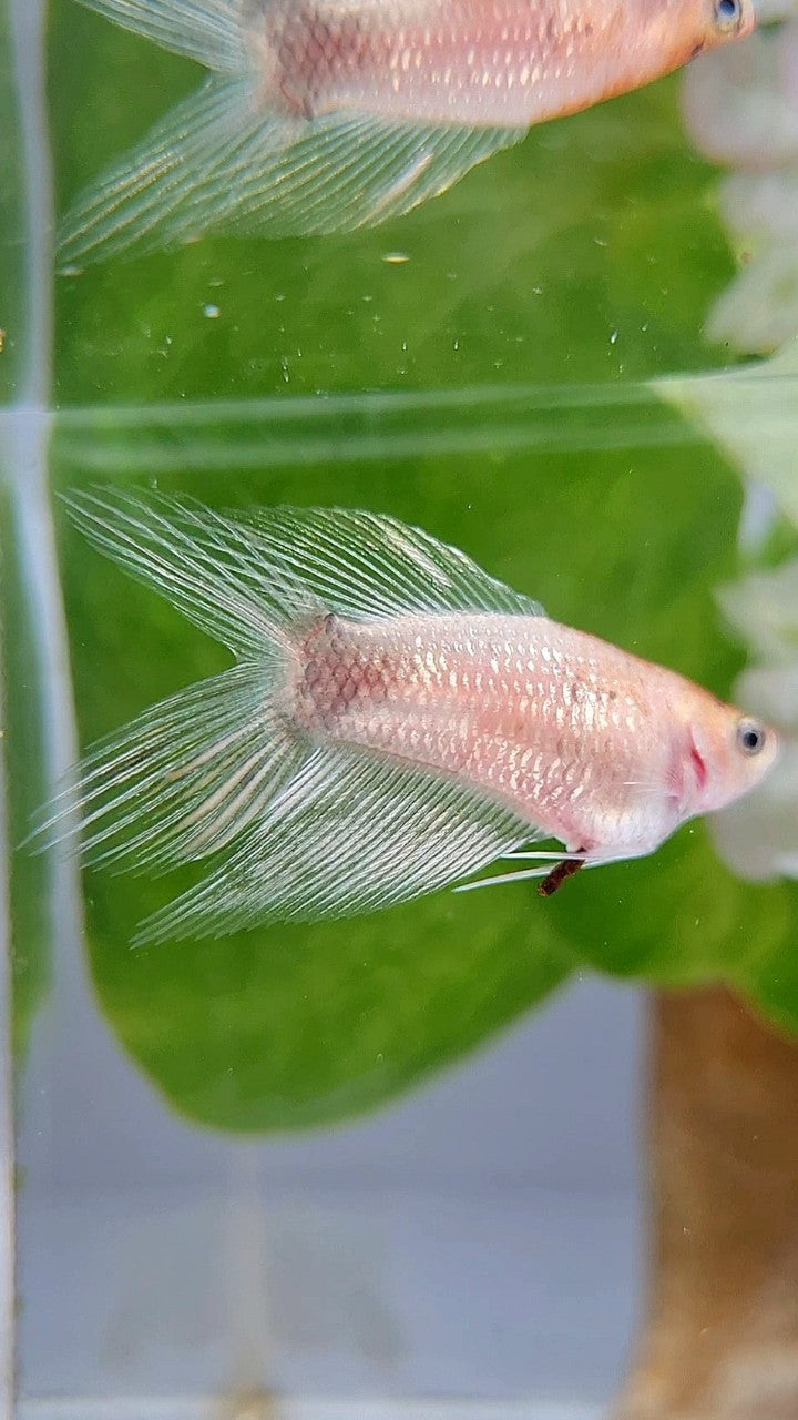 FEMALE VEILTAIL DOUBLE TAIL CELLOPHANE SILVER BETTA FISH
