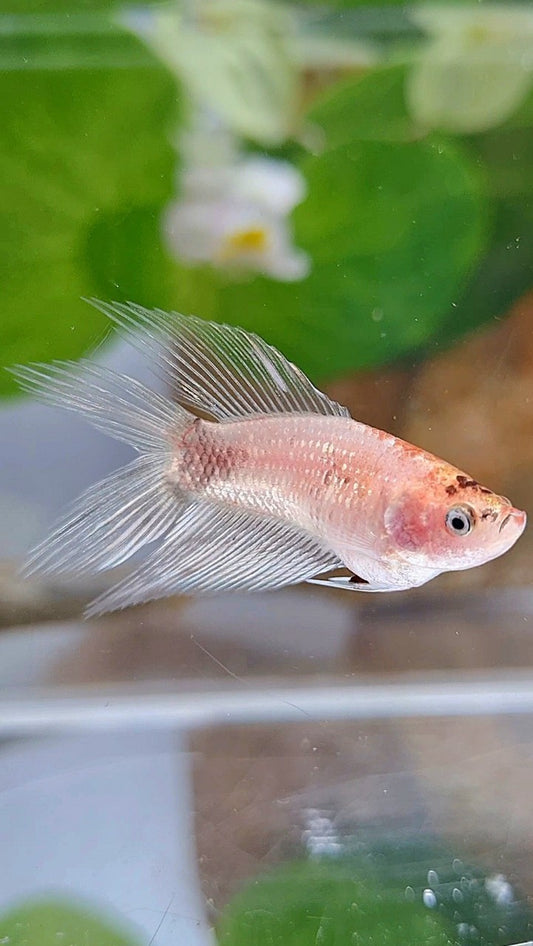 FEMALE VEILTAIL DOUBLE TAIL CELLOPHANE SILVER BETTA FISH