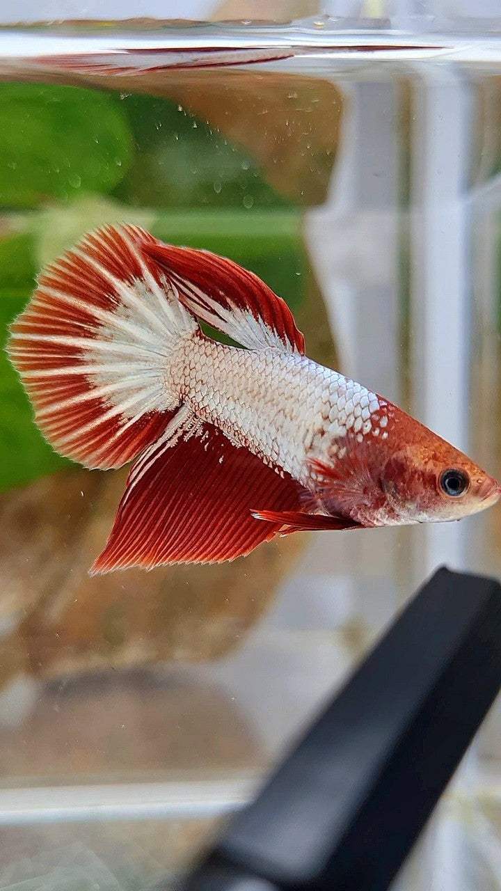 FEMALE HALFMOON RED FCCP STARTAIL BETTA FISH