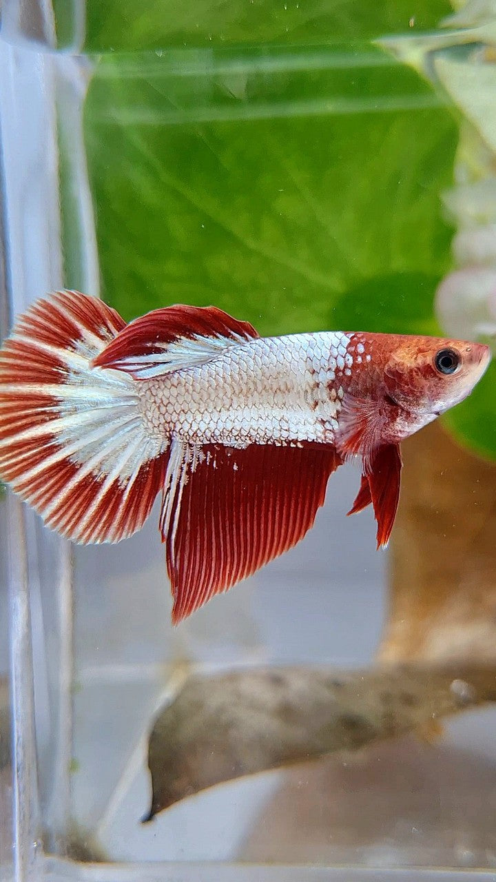 FEMALE HALFMOON RED FCCP STARTAIL BETTA FISH