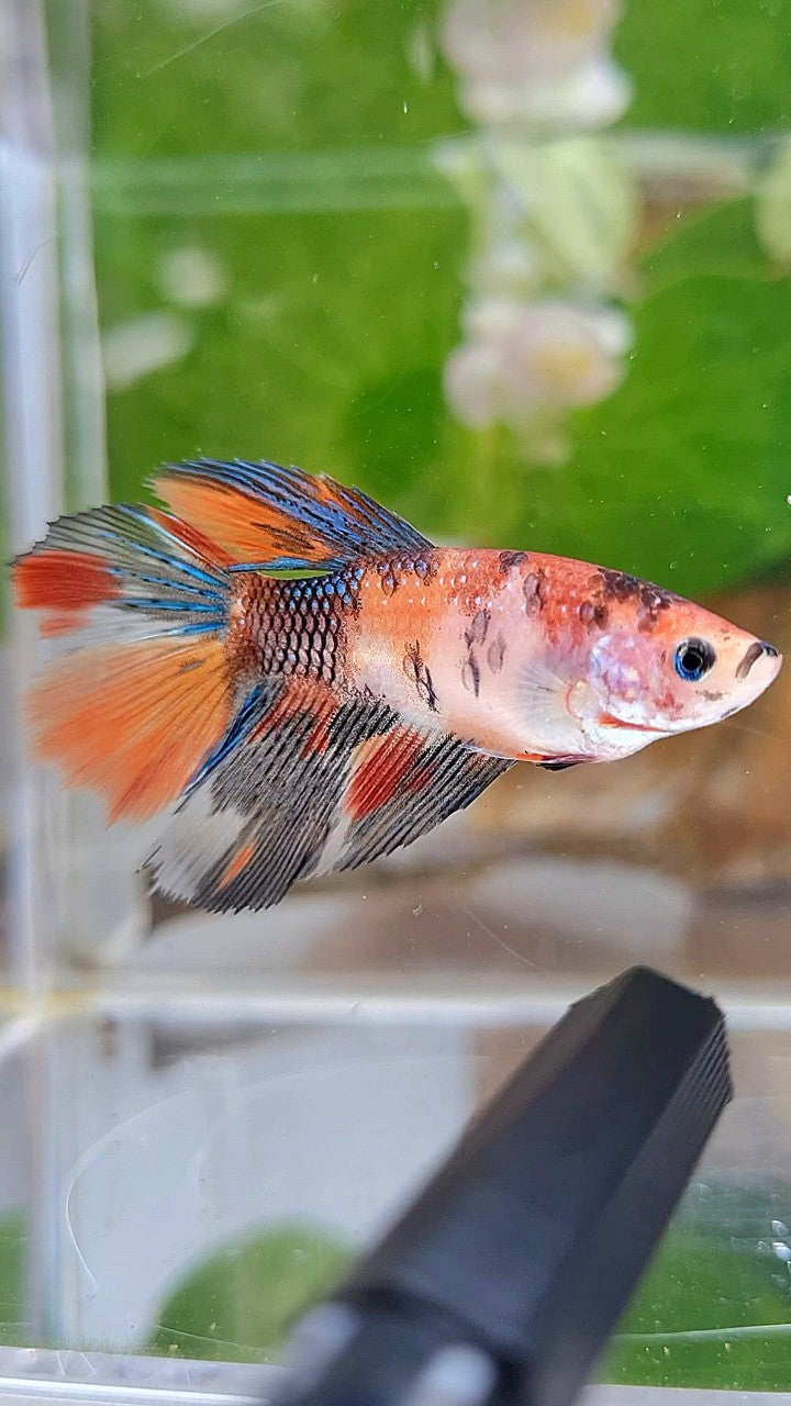 FEMALE HALFMOON KOI MULTICOLOR BETTA FISH