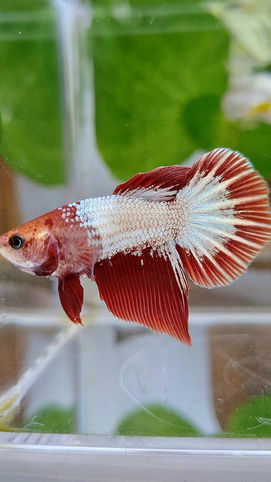 FEMALE HALFMOON RED FCCP STARTAIL BETTA FISH