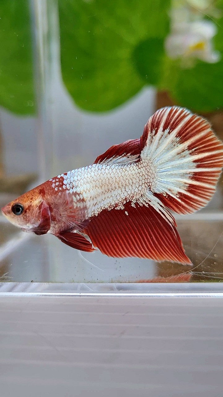FEMALE HALFMOON RED FCCP STARTAIL BETTA FISH