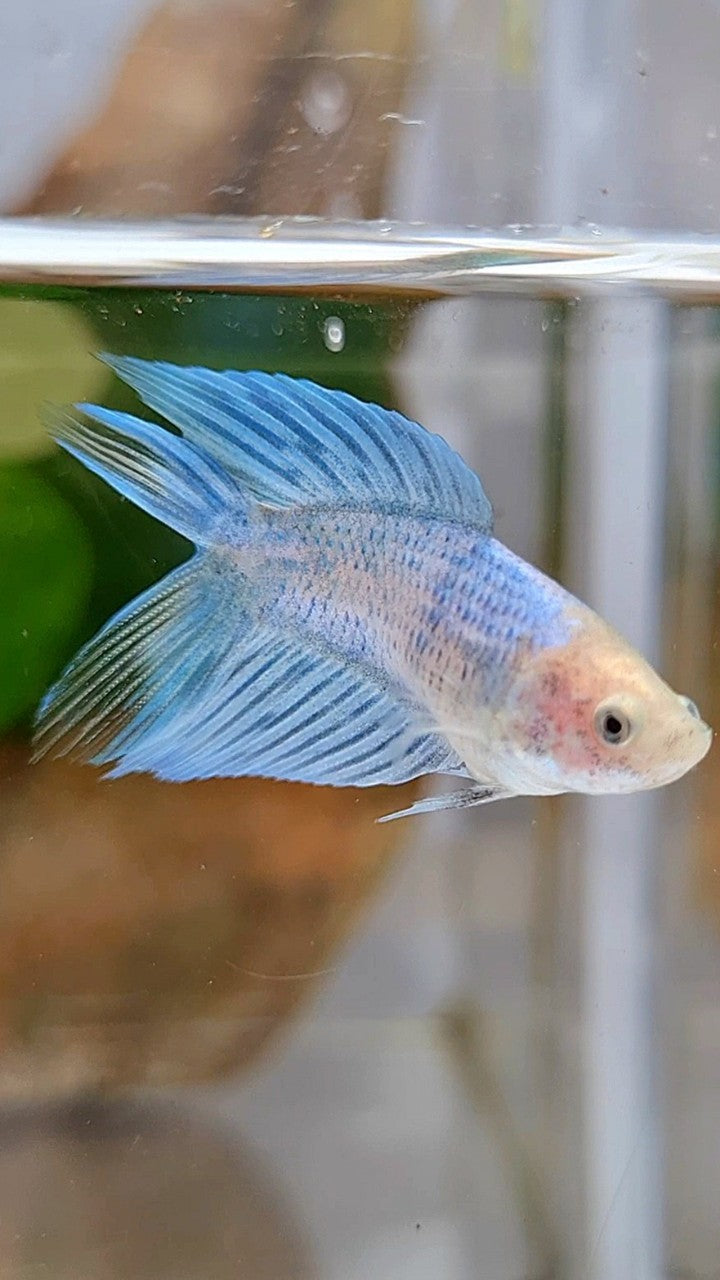 FEMALE VEILTAIL DOUBLE TAIL BLUE GRIZZLE BETTA FISH
