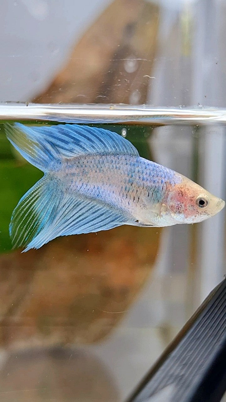 FEMALE VEILTAIL DOUBLE TAIL BLUE GRIZZLE BETTA FISH