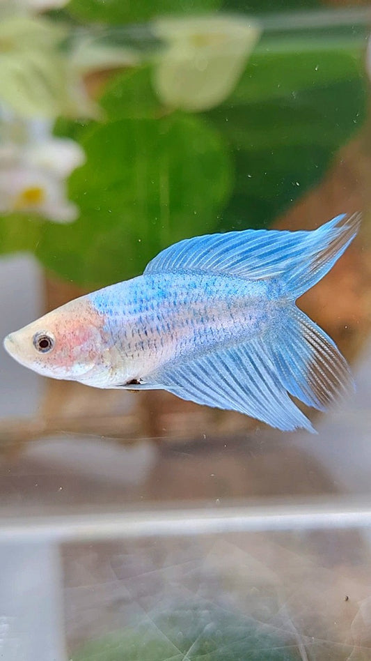 FEMALE VEILTAIL DOUBLE TAIL BLUE GRIZZLE BETTA FISH
