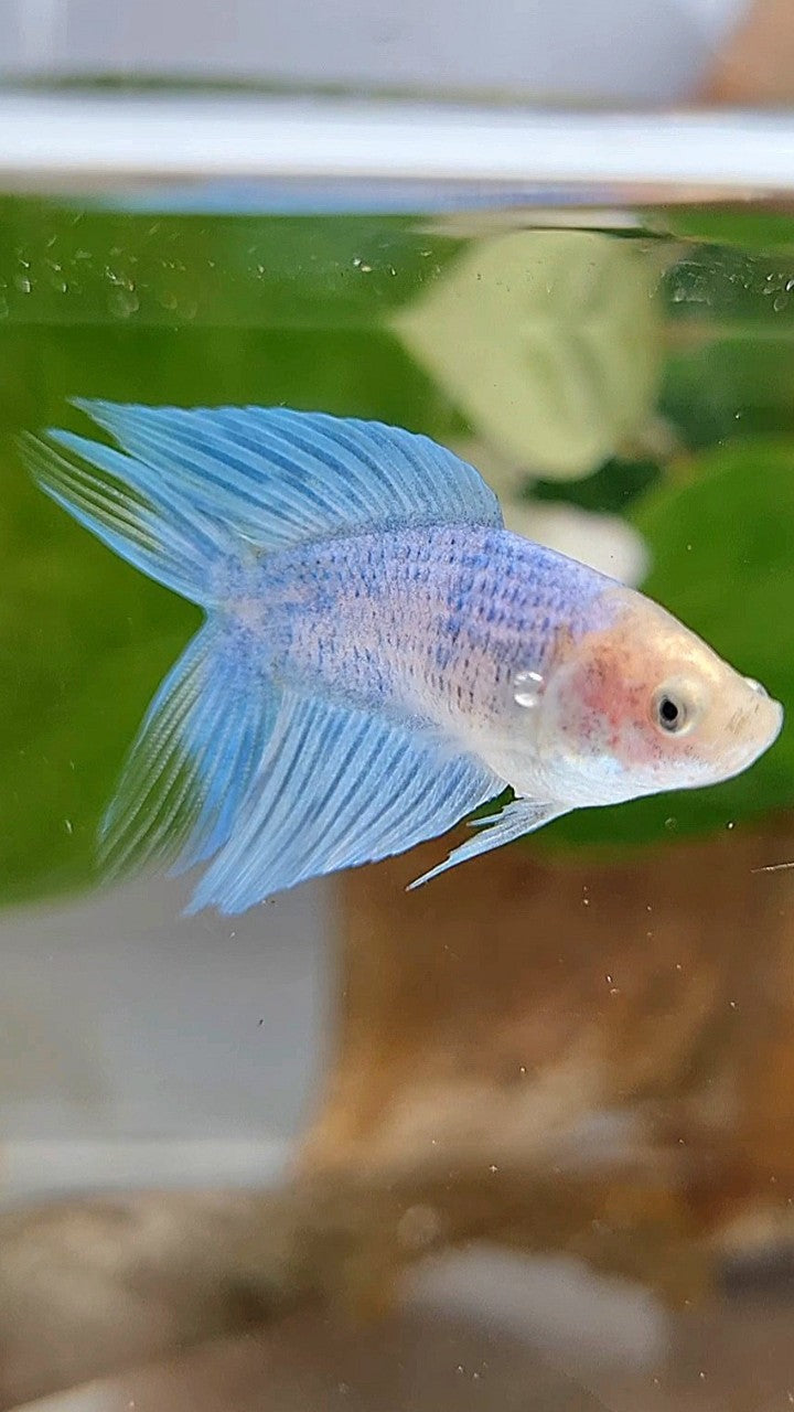 FEMALE VEILTAIL DOUBLE TAIL BLUE GRIZZLE BETTA FISH