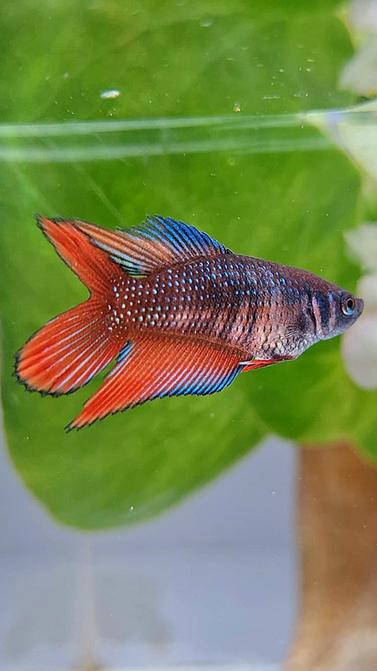 FEMALE VEILTAIL DOUBLE TAIL COPPER RED BROWN BETTA FISH