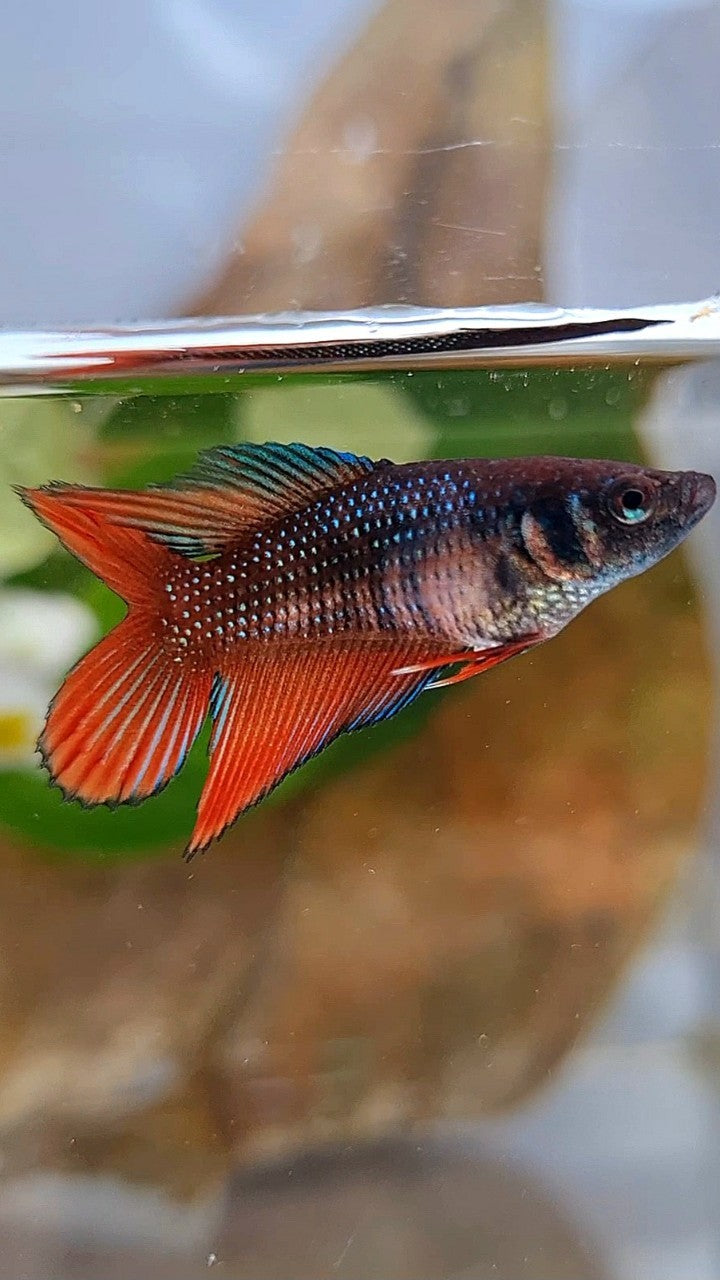 FEMALE VEILTAIL DOUBLE TAIL COPPER RED BROWN BETTA FISH