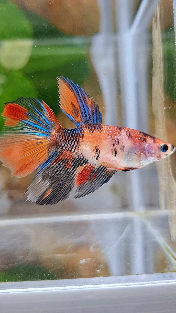 FEMALE HALFMOON KOI MULTICOLOR BETTA FISH