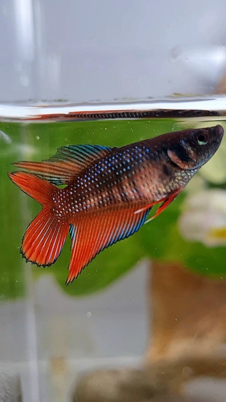 FEMALE VEILTAIL DOUBLE TAIL COPPER RED BROWN BETTA FISH