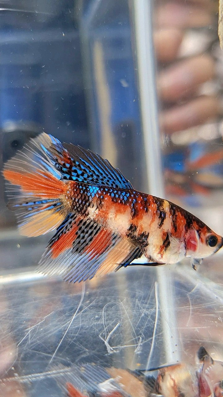 FEMALE HALFMOON METTALIC MULTICOLOR BETTA FISH