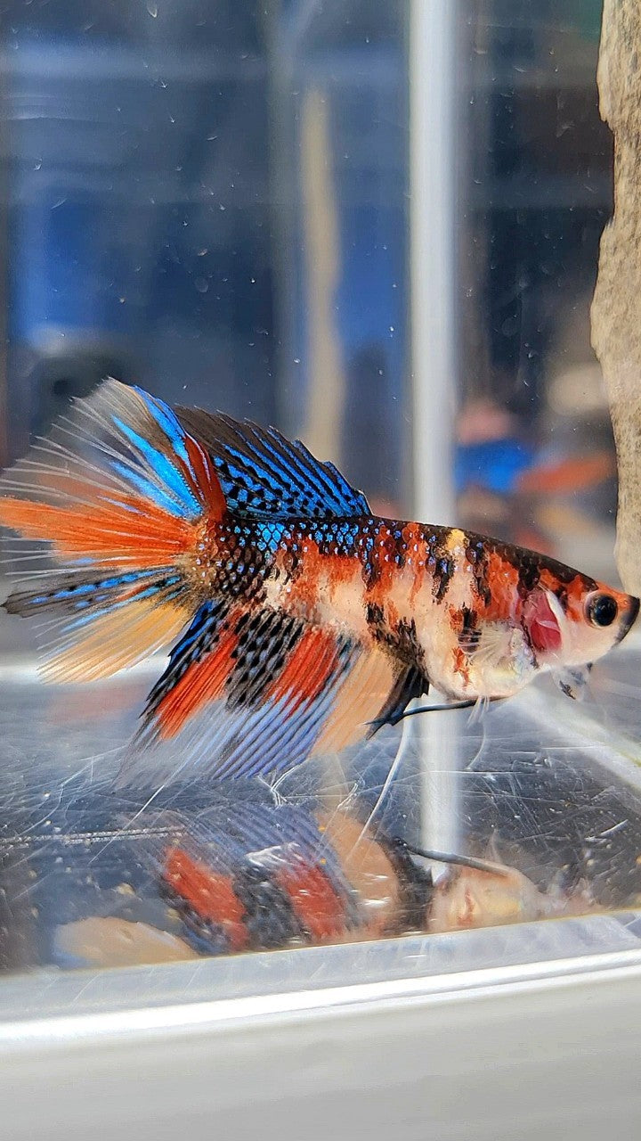 FEMALE HALFMOON METTALIC MULTICOLOR BETTA FISH