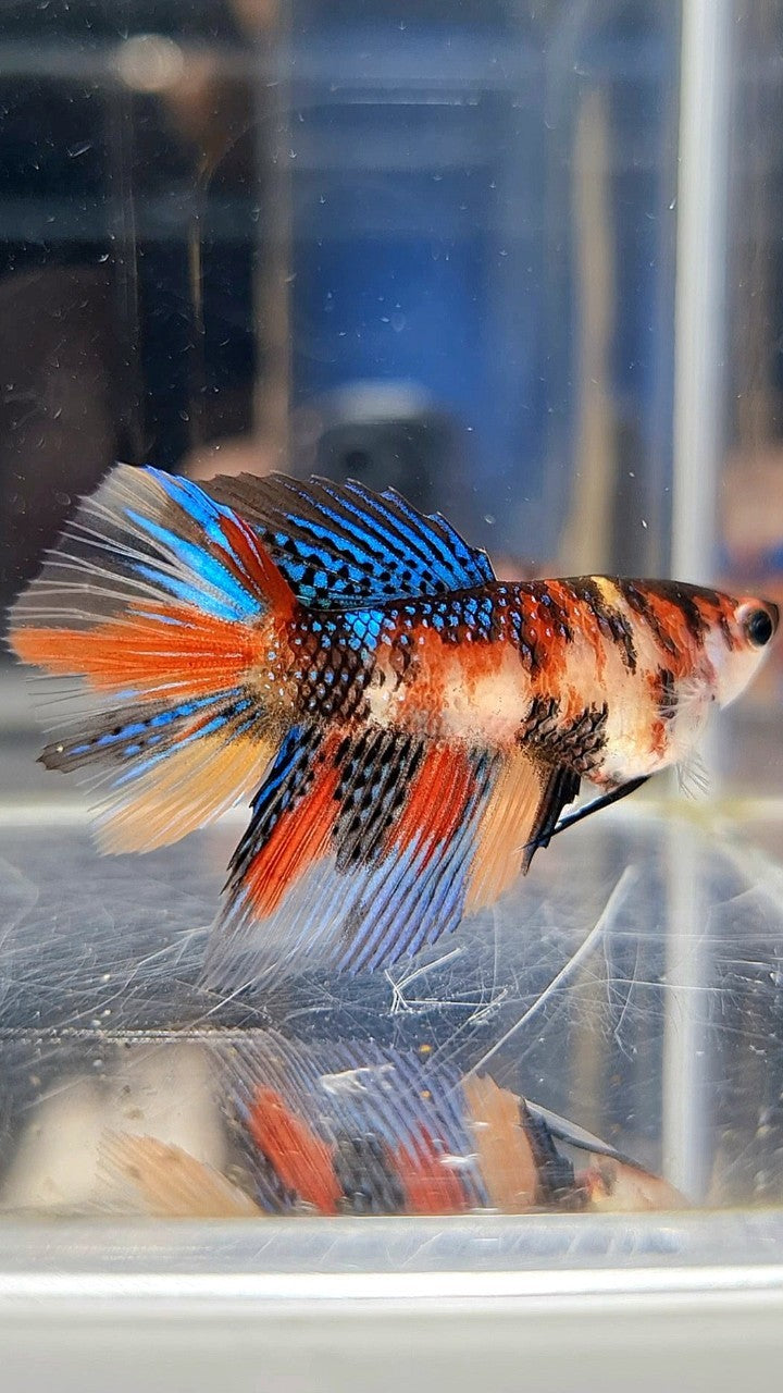 FEMALE HALFMOON METTALIC MULTICOLOR BETTA FISH