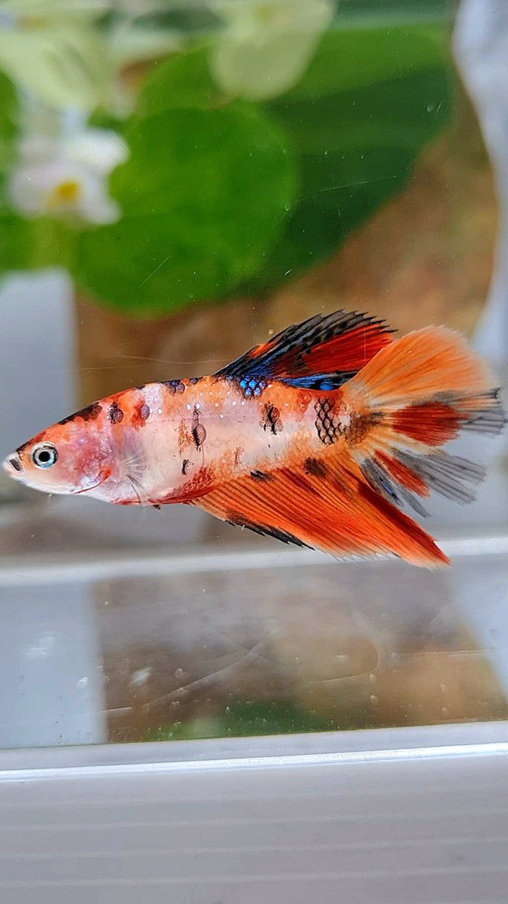 FEMALE HALFMOON ORANGE KOI MULTICOLOR BETTA FISH