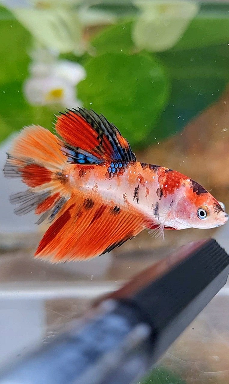 FEMALE HALFMOON ORANGE KOI MULTICOLOR BETTA FISH