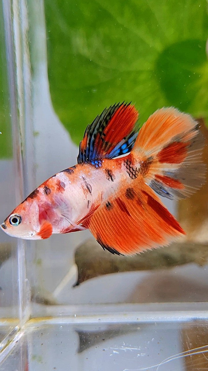 FEMALE HALFMOON ORANGE KOI MULTICOLOR BETTA FISH
