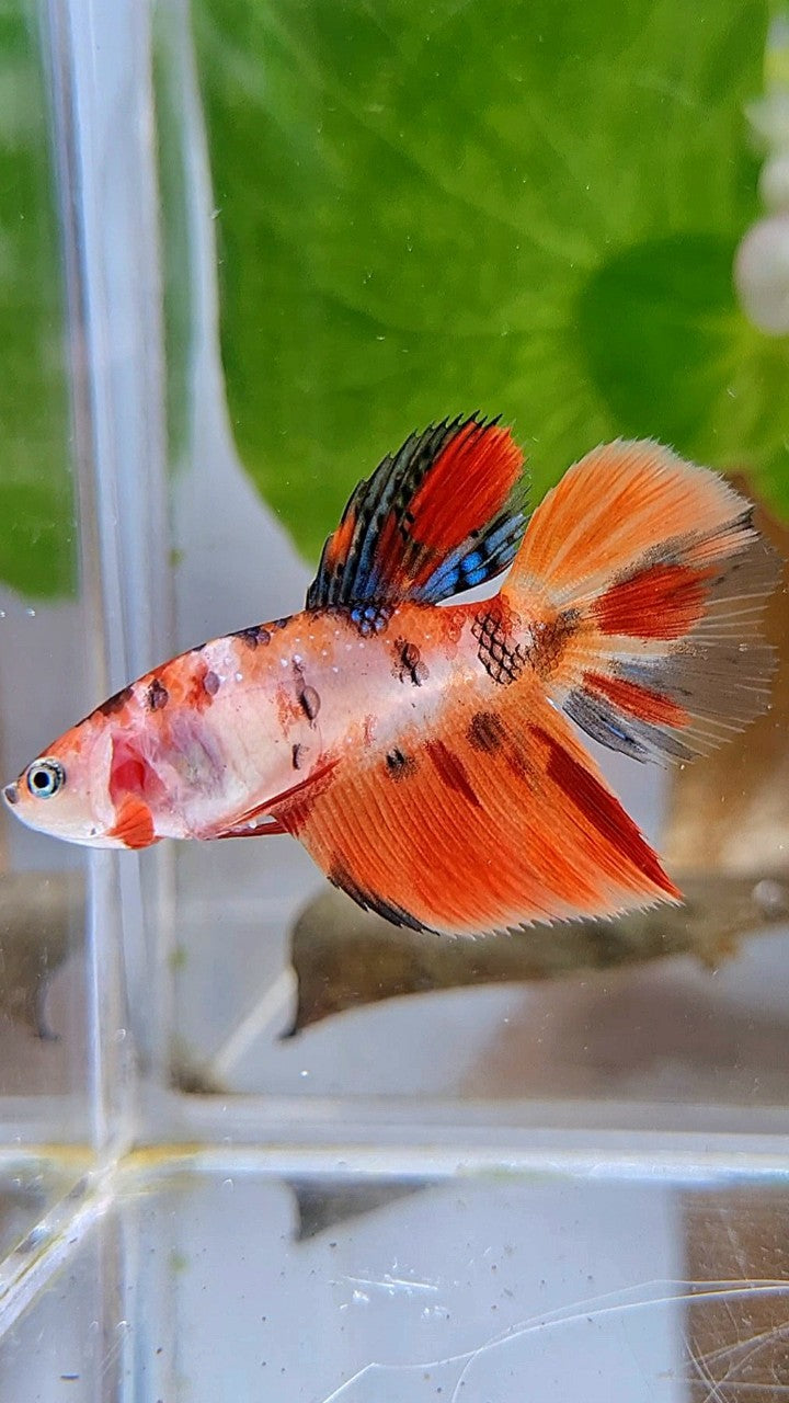 FEMALE HALFMOON ORANGE KOI MULTICOLOR BETTA FISH
