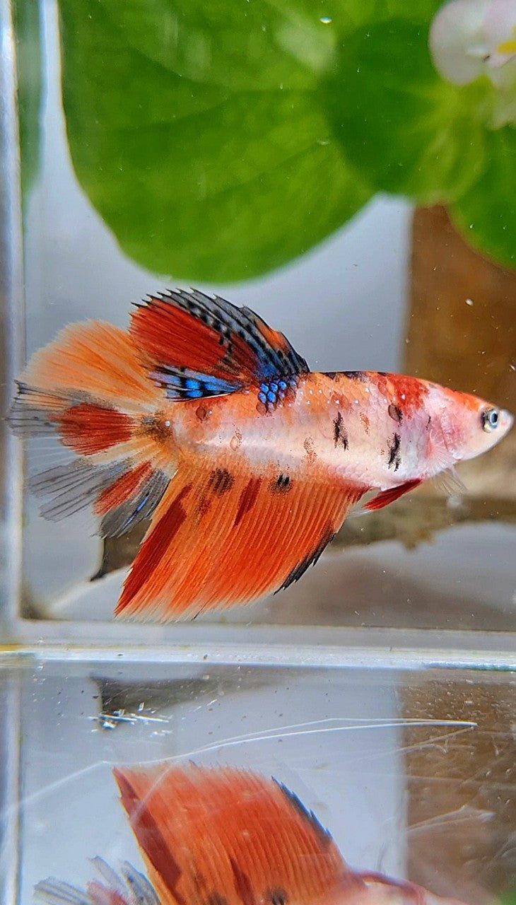 FEMALE HALFMOON ORANGE KOI MULTICOLOR BETTA FISH
