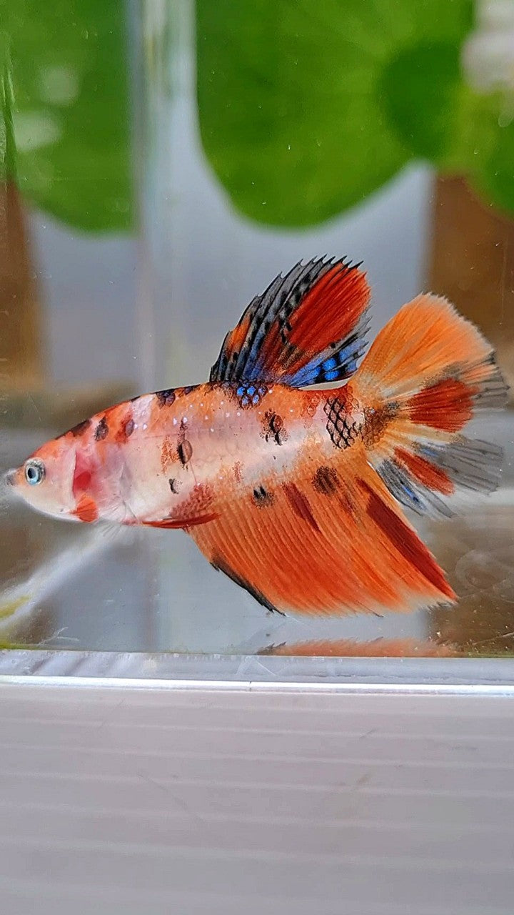 FEMALE HALFMOON ORANGE KOI MULTICOLOR BETTA FISH
