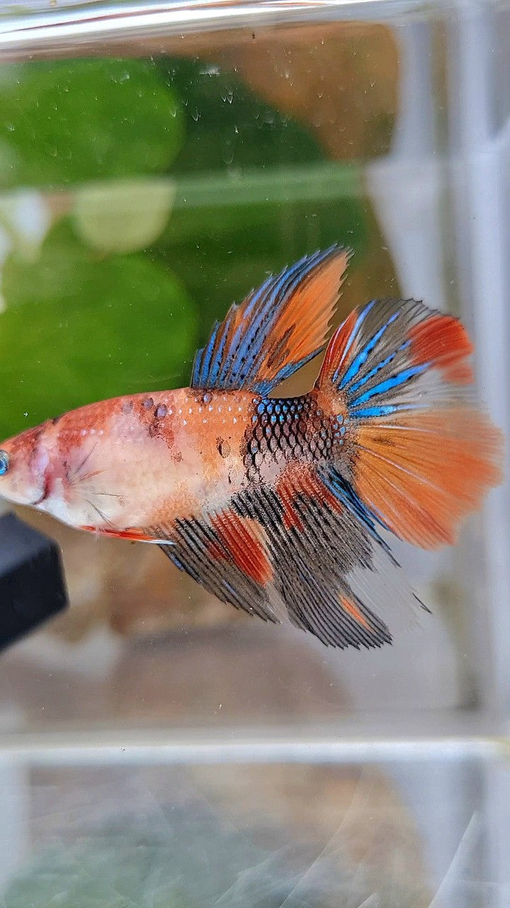 FEMALE HALFMOON KOI MULTICOLOR BETTA FISH