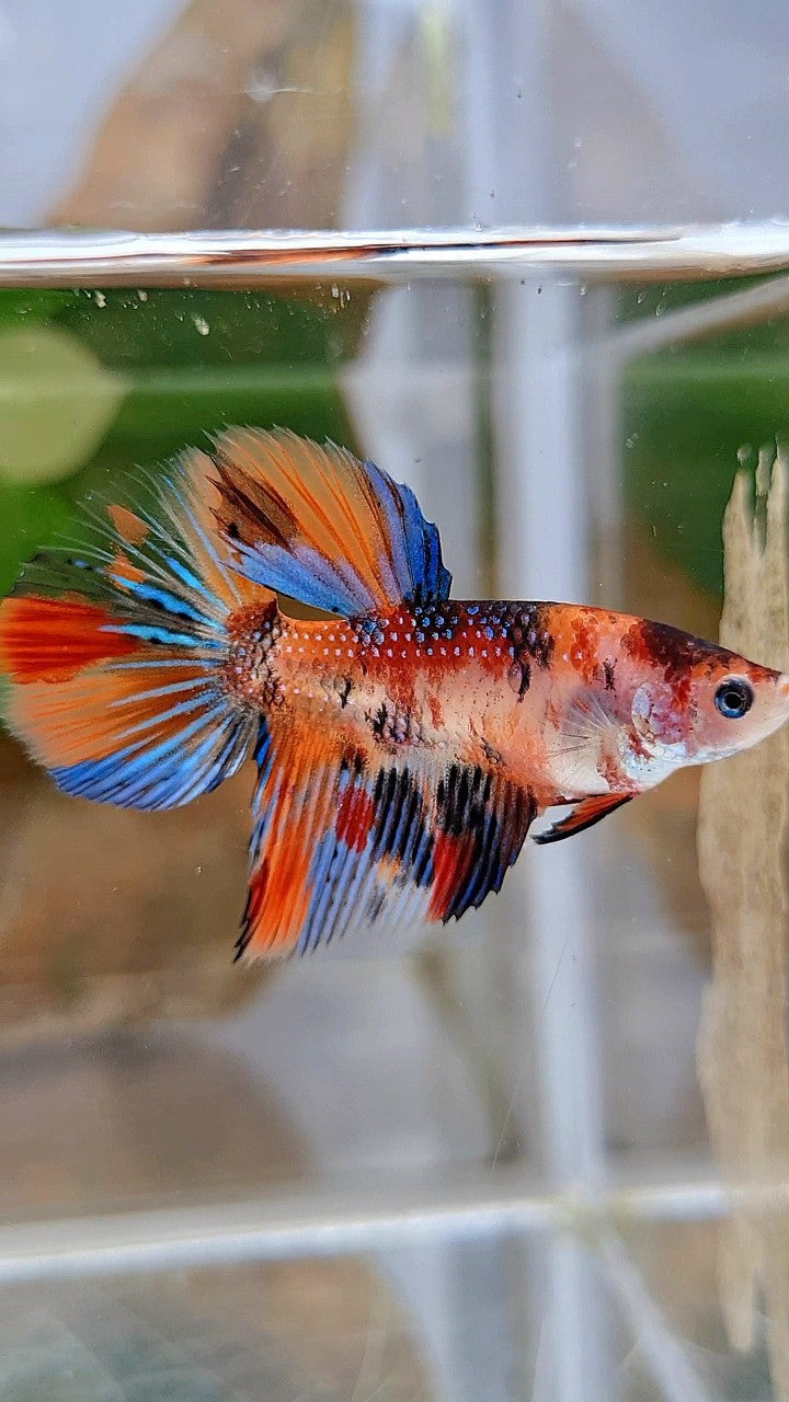 FEMALE HALFMOON METTALIC ORANGE KOI MULTICOLOR BETTA FISH