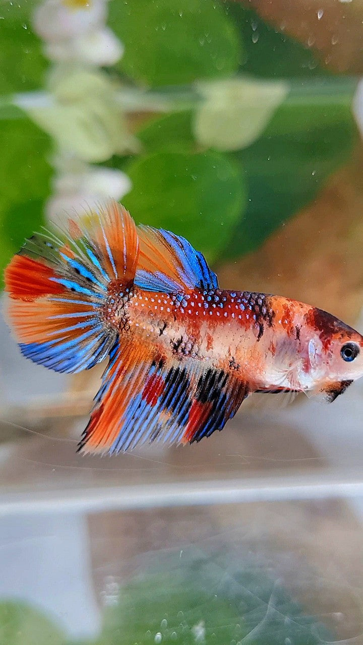 FEMALE HALFMOON METTALIC ORANGE KOI MULTICOLOR BETTA FISH