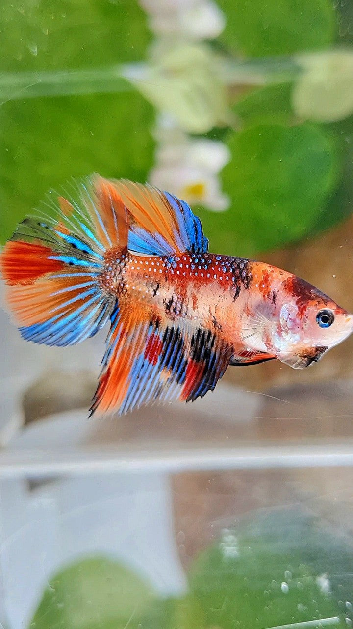 FEMALE HALFMOON METTALIC ORANGE KOI MULTICOLOR BETTA FISH