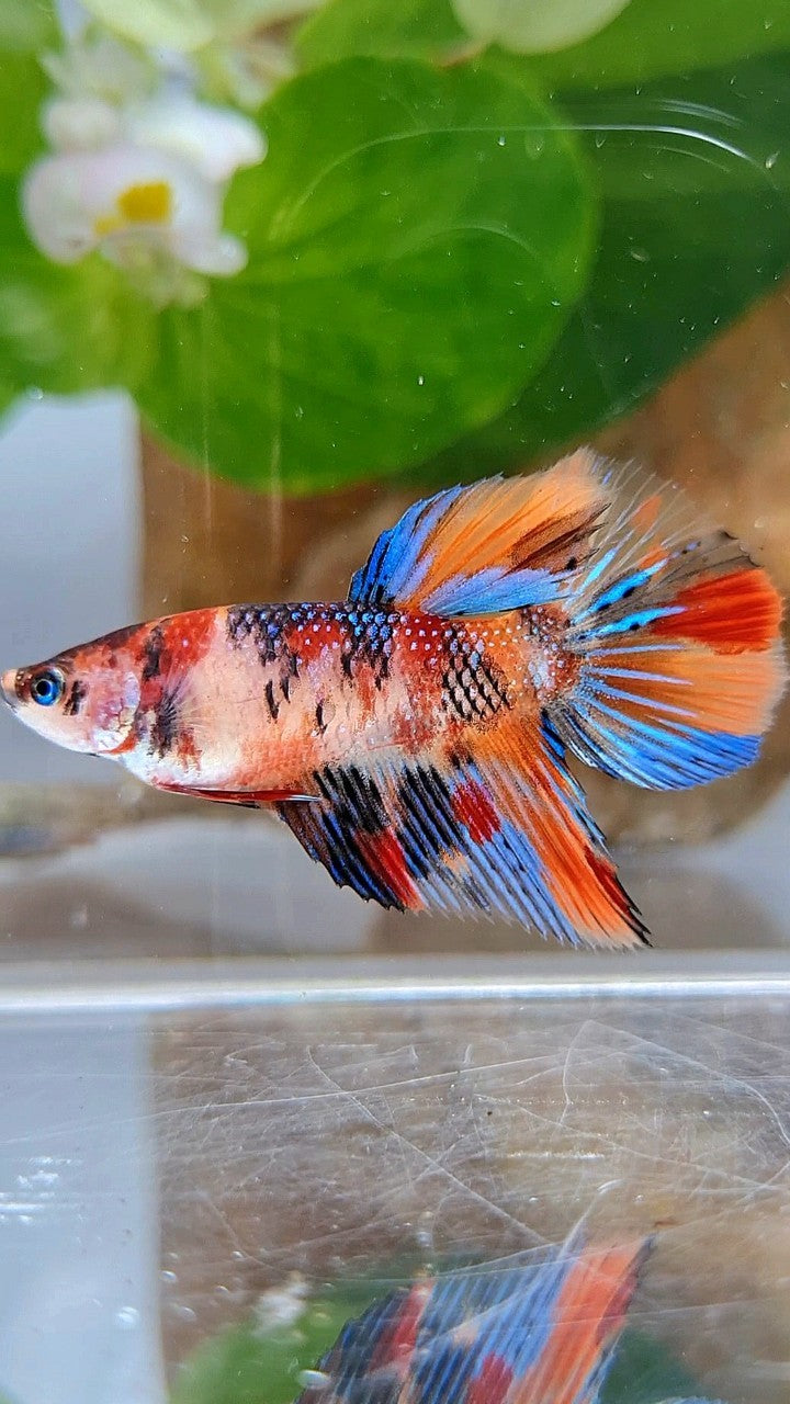 FEMALE HALFMOON METTALIC ORANGE KOI MULTICOLOR BETTA FISH