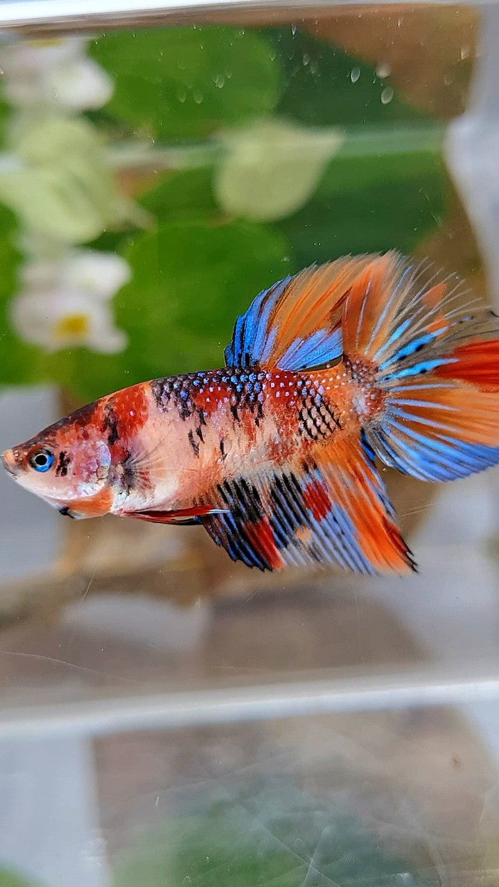 FEMALE HALFMOON METTALIC ORANGE KOI MULTICOLOR BETTA FISH