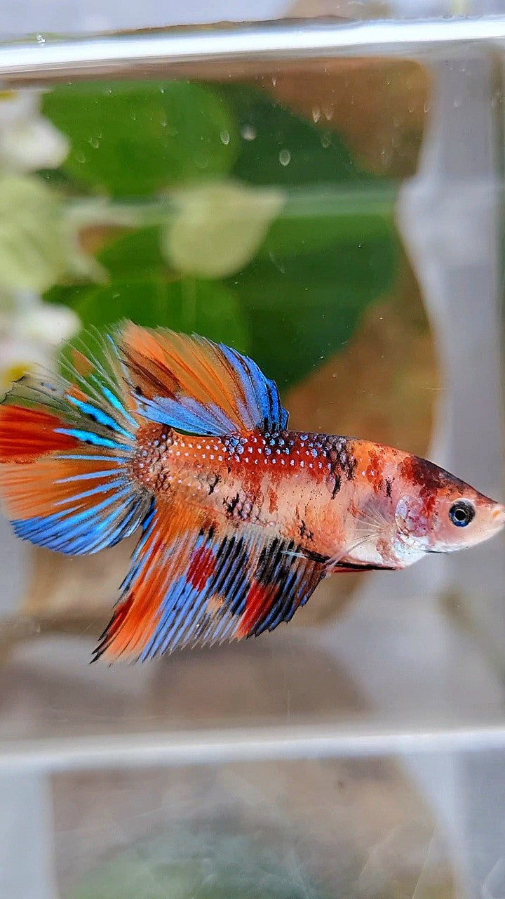 FEMALE HALFMOON METTALIC ORANGE KOI MULTICOLOR BETTA FISH