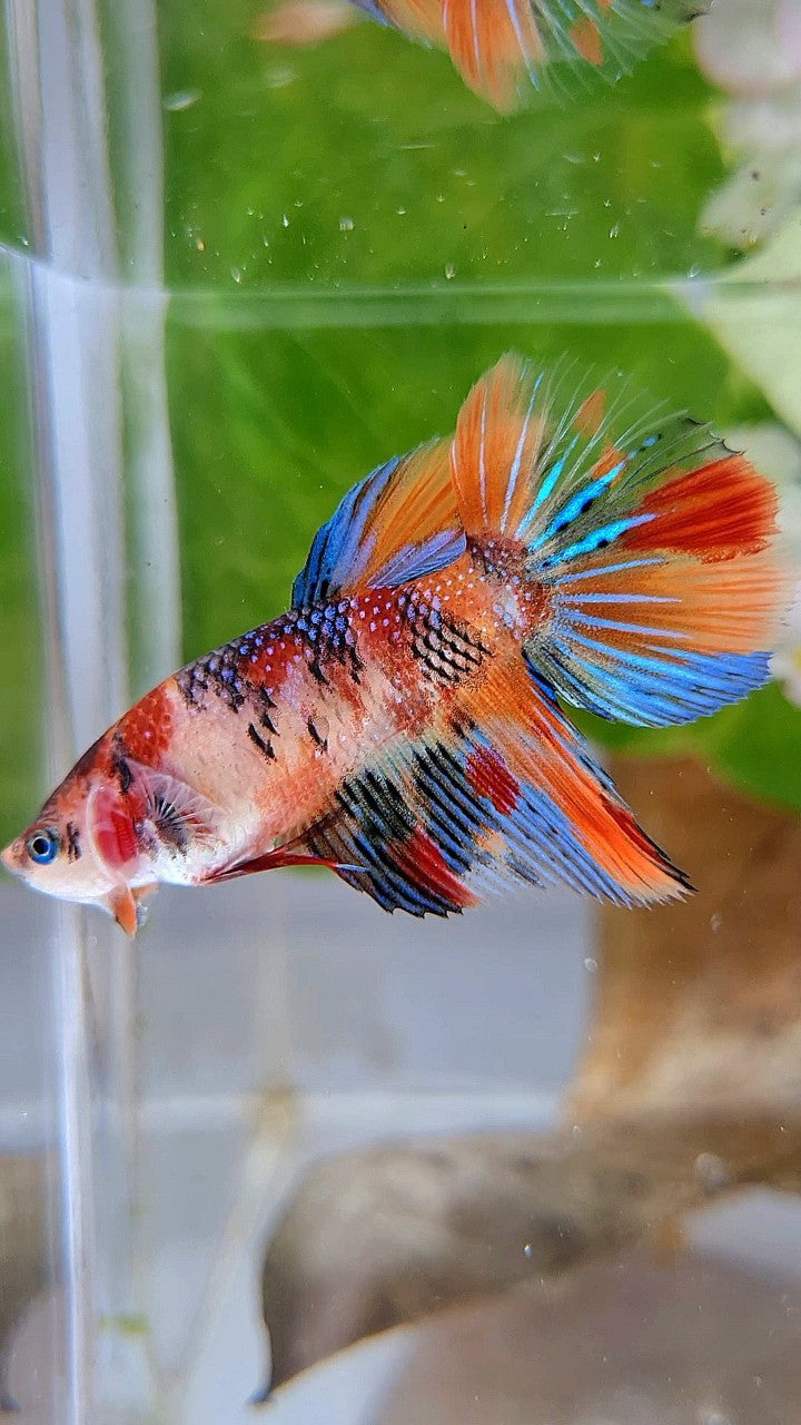 FEMALE HALFMOON METTALIC ORANGE KOI MULTICOLOR BETTA FISH