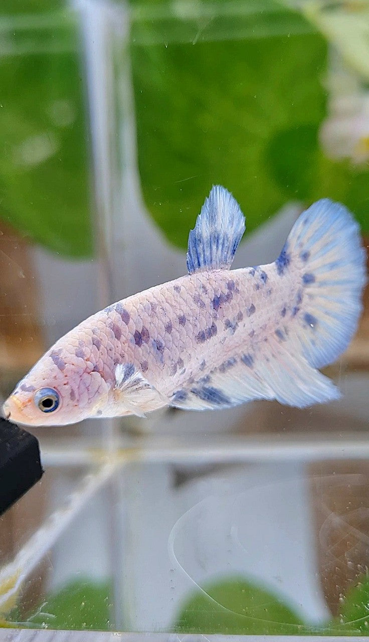 FEMALE HALFMOON BLUE SUPER DOTS MARBLE BETTA FISH
