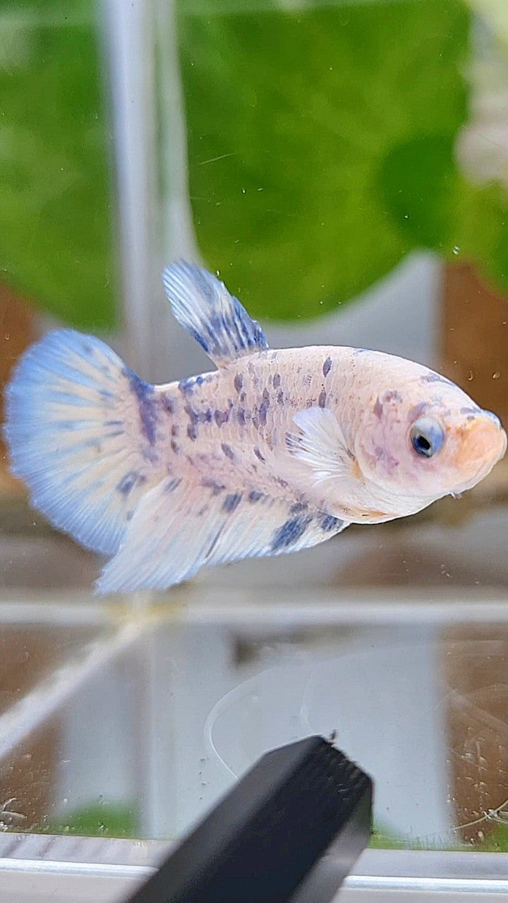 FEMALE HALFMOON BLUE SUPER DOTS MARBLE BETTA FISH