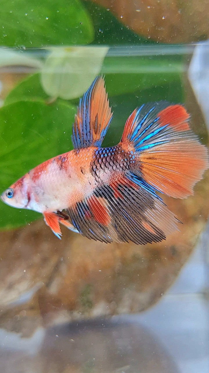 FEMALE HALFMOON KOI MULTICOLOR BETTA FISH
