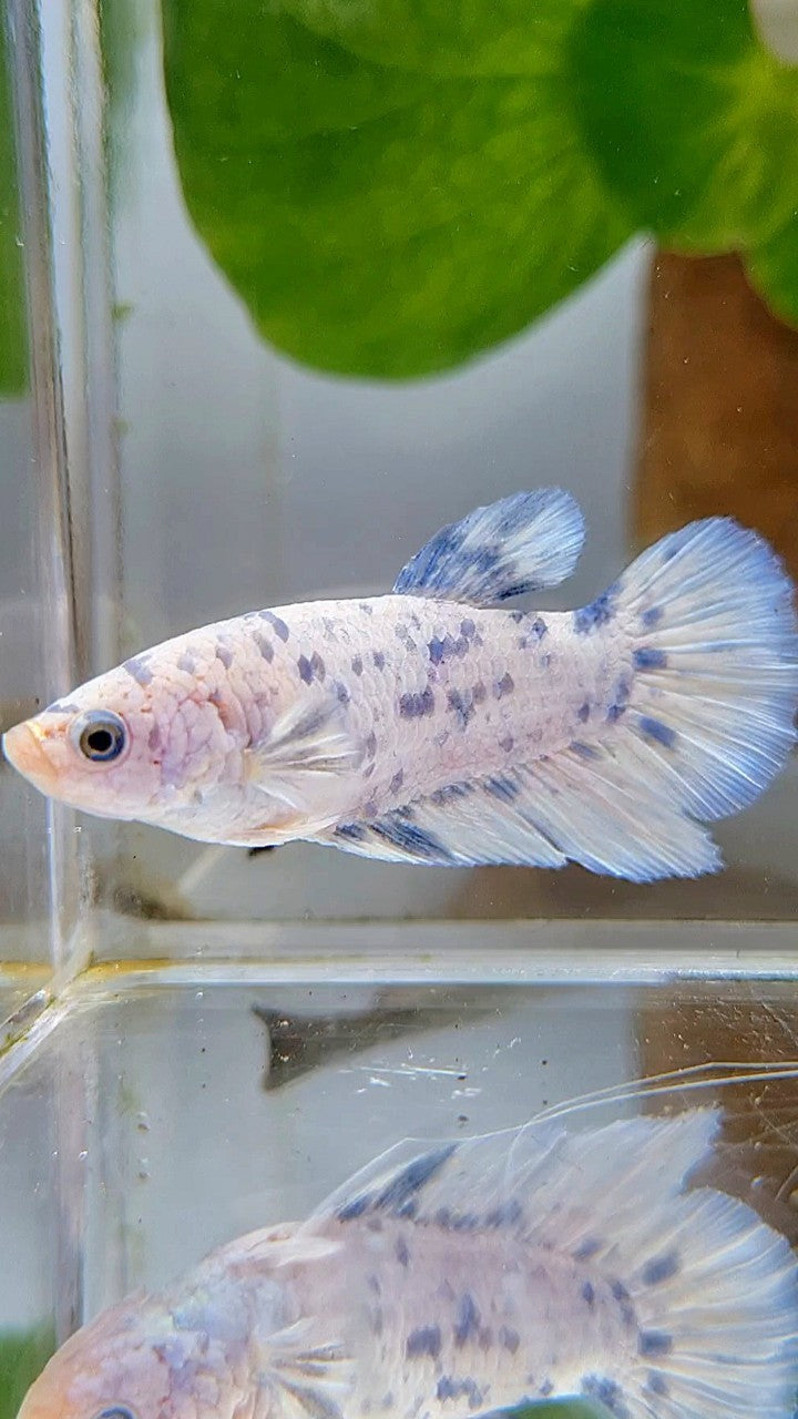 FEMALE HALFMOON BLUE SUPER DOTS MARBLE BETTA FISH