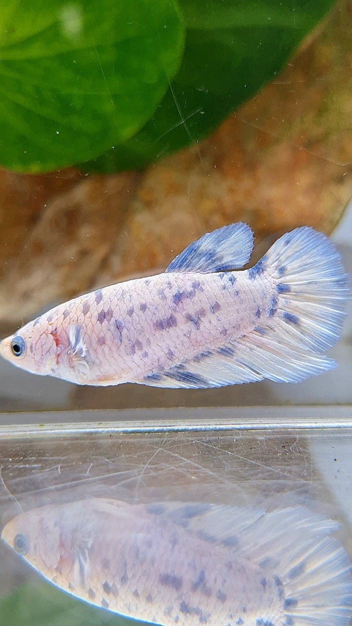 FEMALE HALFMOON BLUE SUPER DOTS MARBLE BETTA FISH