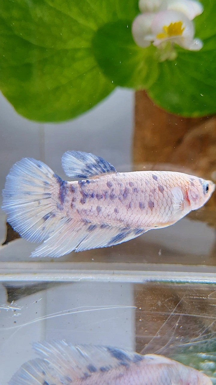 FEMALE HALFMOON BLUE SUPER DOTS MARBLE BETTA FISH