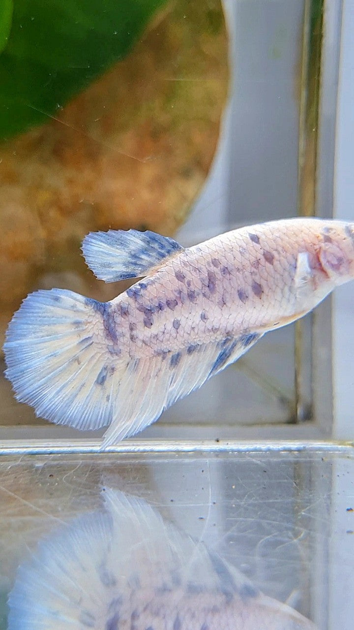 FEMALE HALFMOON BLUE SUPER DOTS MARBLE BETTA FISH
