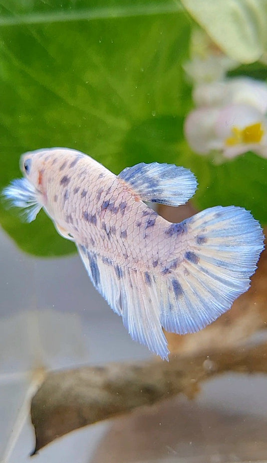 FEMALE HALFMOON BLUE SUPER DOTS MARBLE BETTA FISH