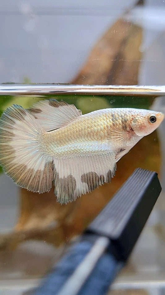 LUXURY FEMALE HALFMOON COPPER RIM BETTA FISH