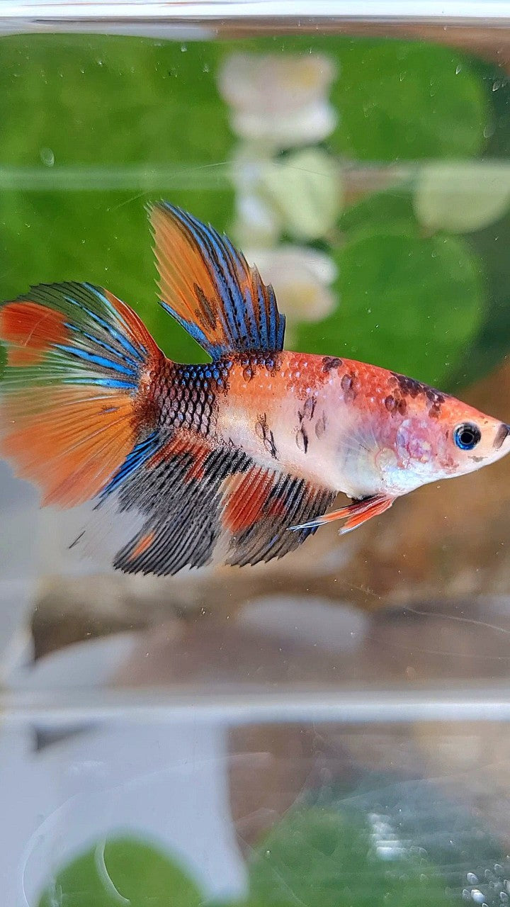 FEMALE HALFMOON KOI MULTICOLOR BETTA FISH
