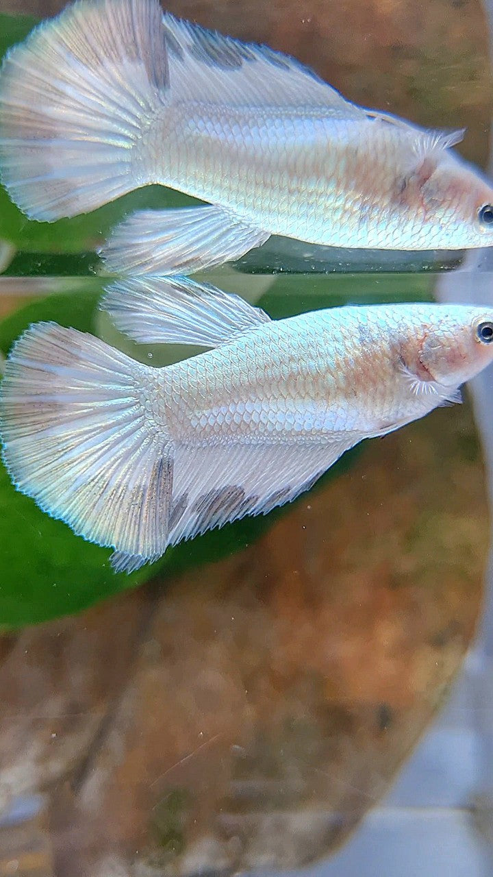 LUXURY FEMALE HALFMOON COPPER RIM BETTA FISH