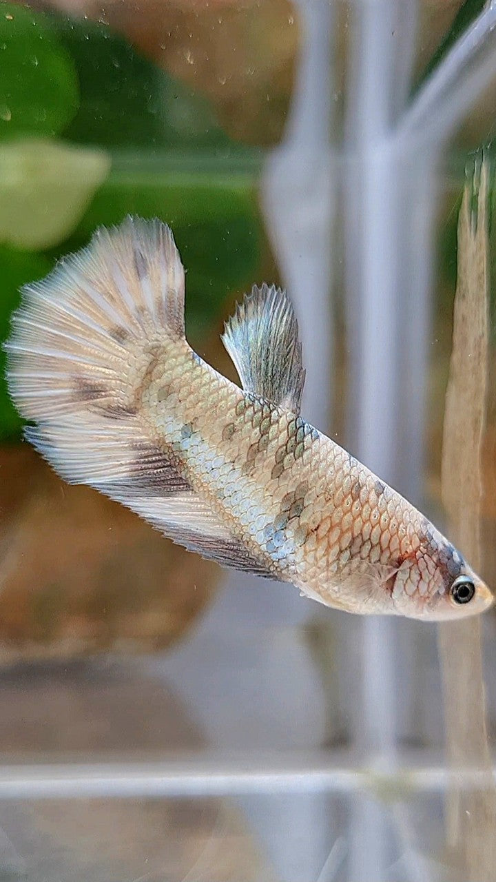 FEMALE HALFMOON WHITE COPPER MARBLE BETTA FISH