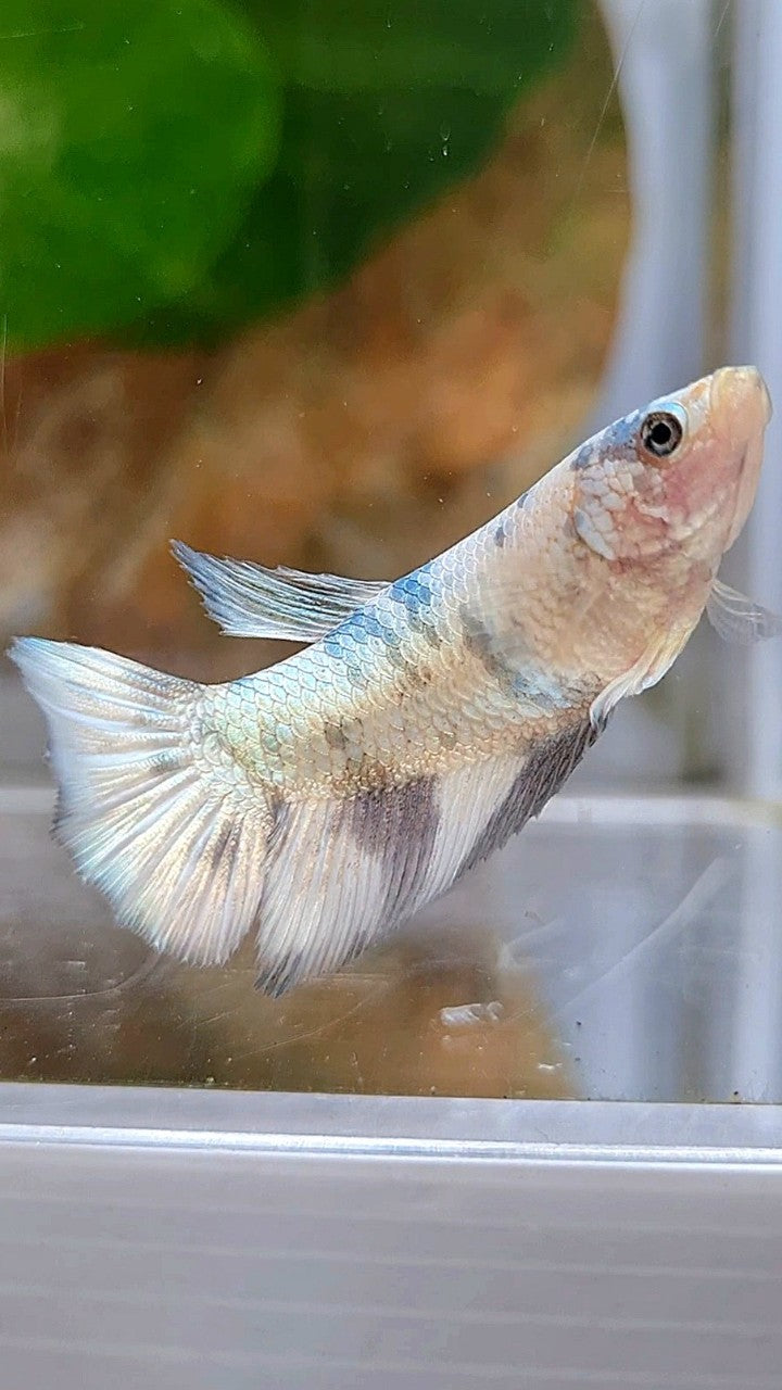 FEMALE HALFMOON WHITE COPPER MARBLE BETTA FISH